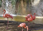 Пазлы - Живая природа - Фламинго