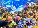 Пазлы без регистрации - Коралловый риф