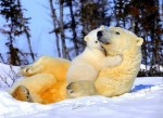 Пазл - Живая природа - Медведица с медвежонком