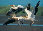 Пазлы - пеликаны