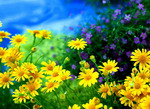 Пазл - Полевые цветы