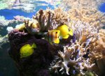 Пазлы для детей - Коралловый риф